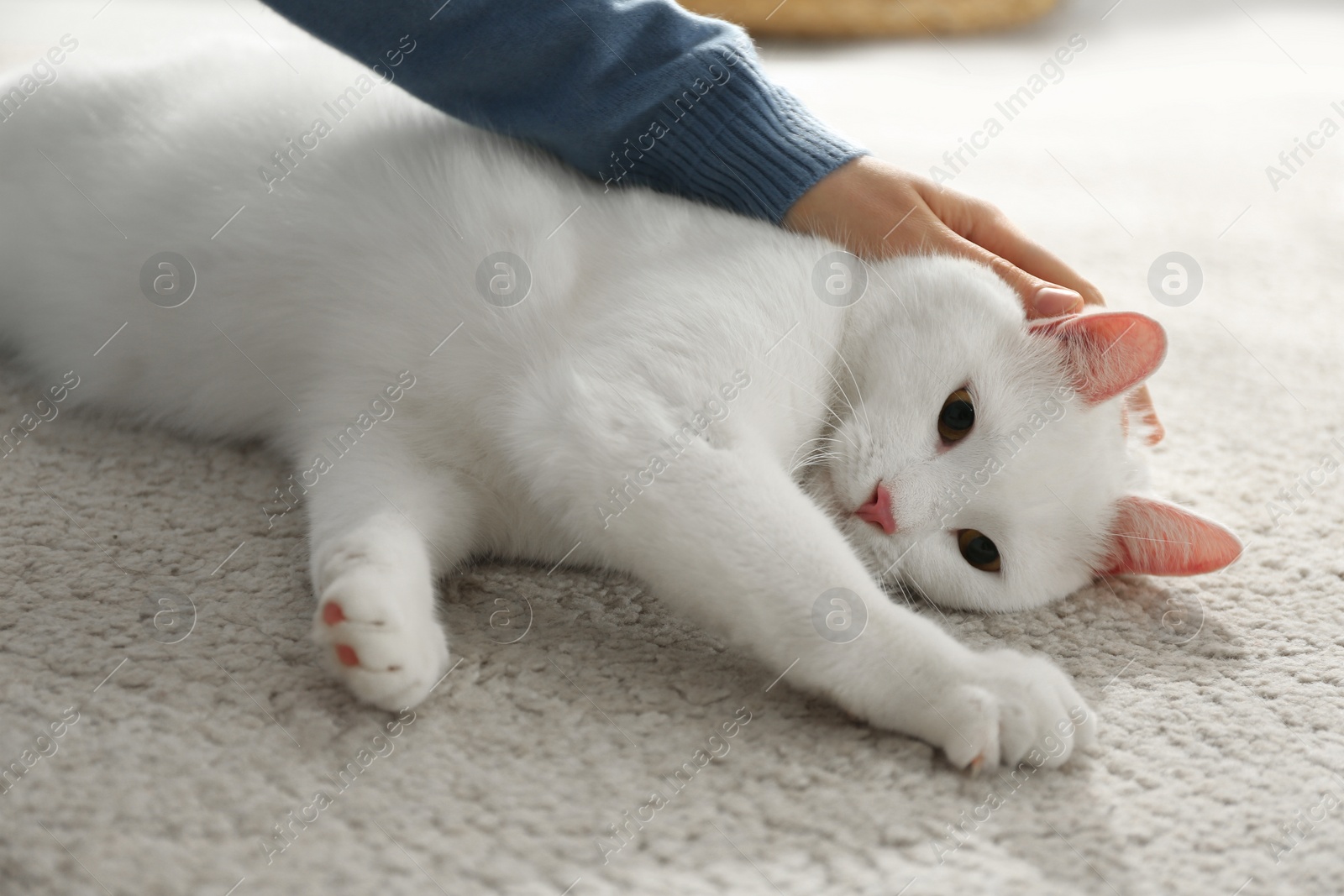 Photo of Young woman with her beautiful white cat at home, closeup. Fluffy pet