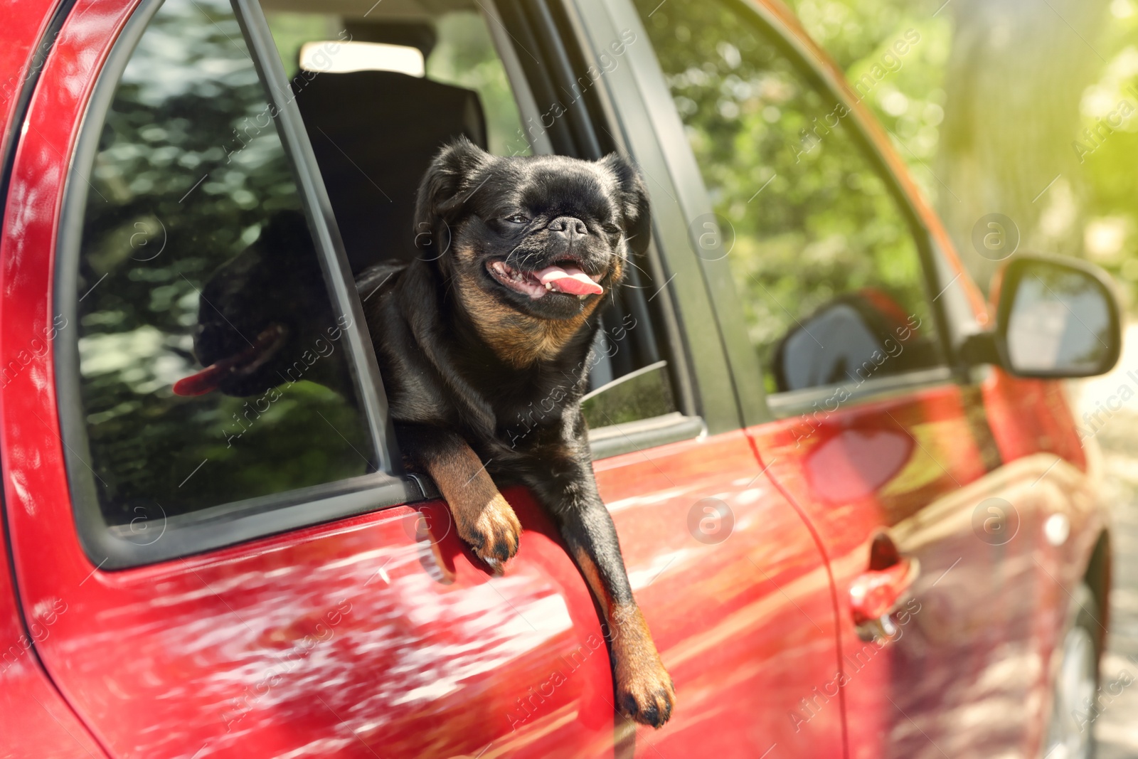 Photo of Cute Petit Brabancon dog leaning out of car window on summer day