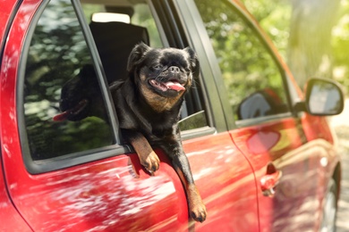 Cute Petit Brabancon dog leaning out of car window on summer day