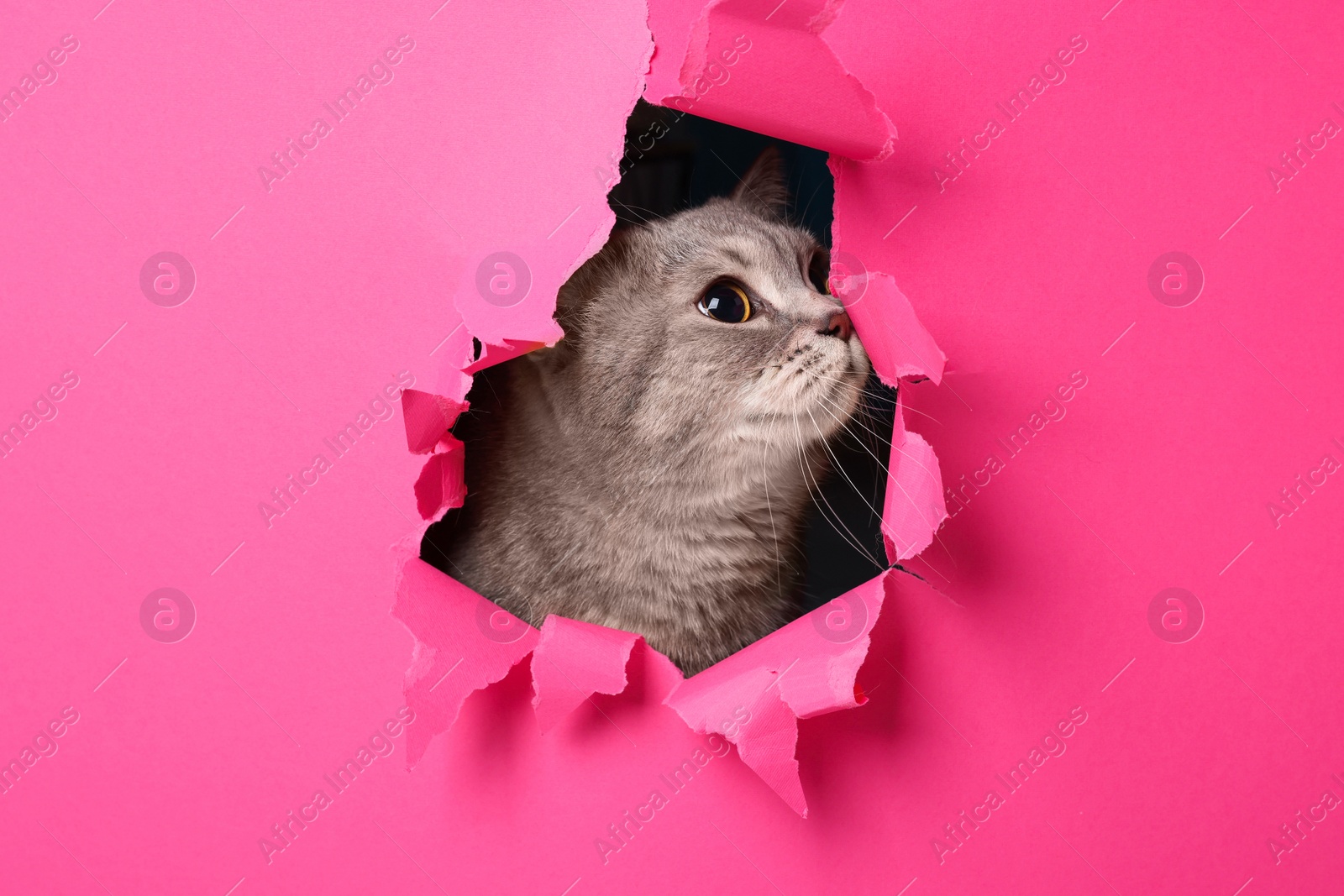 Photo of Cute grey cat peeking out hole in pink paper