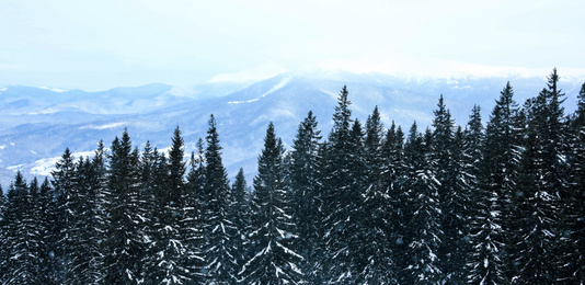 Picturesque view of snowy coniferous forest on winter day. Banner design