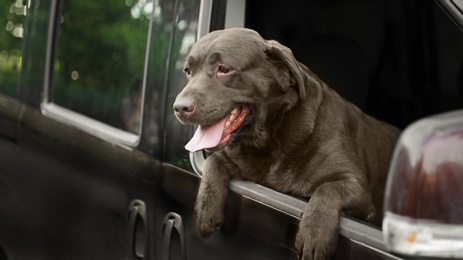 Funny Chocolate Labrador Retriever dog leaning out of car window