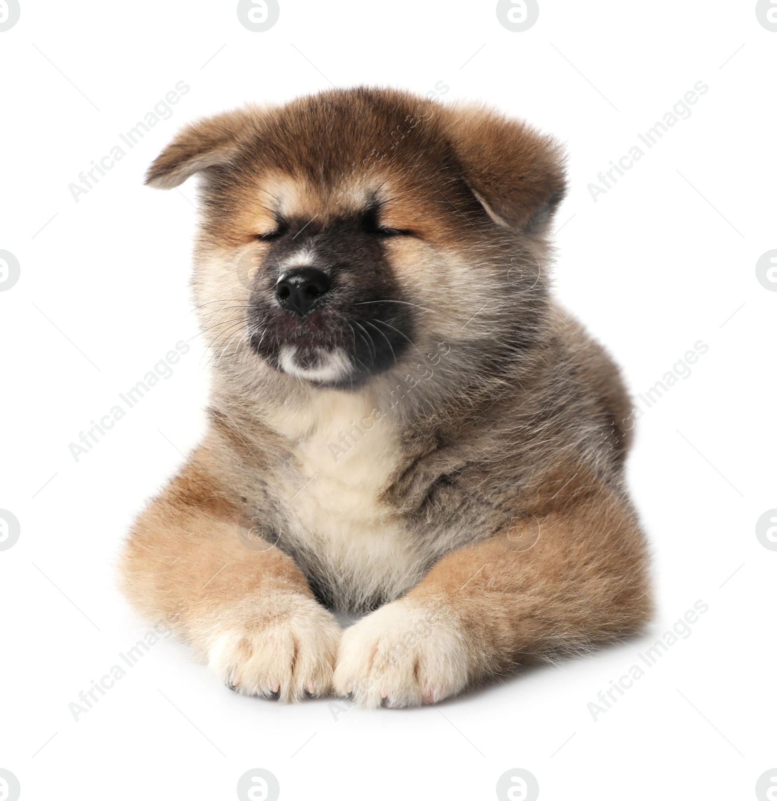 Photo of Adorable Akita Inu puppy on white background