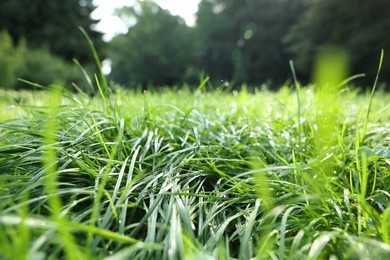 Photo of Fresh green grass growing on meadow in summer, closeup