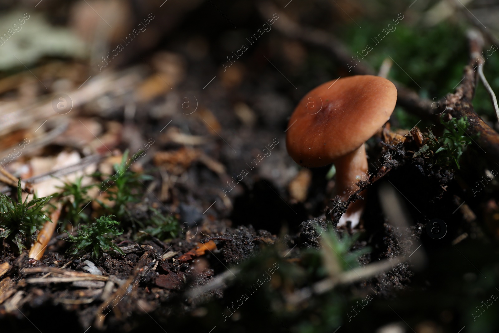 Photo of One mushroom growing in forest, closeup. Space for text