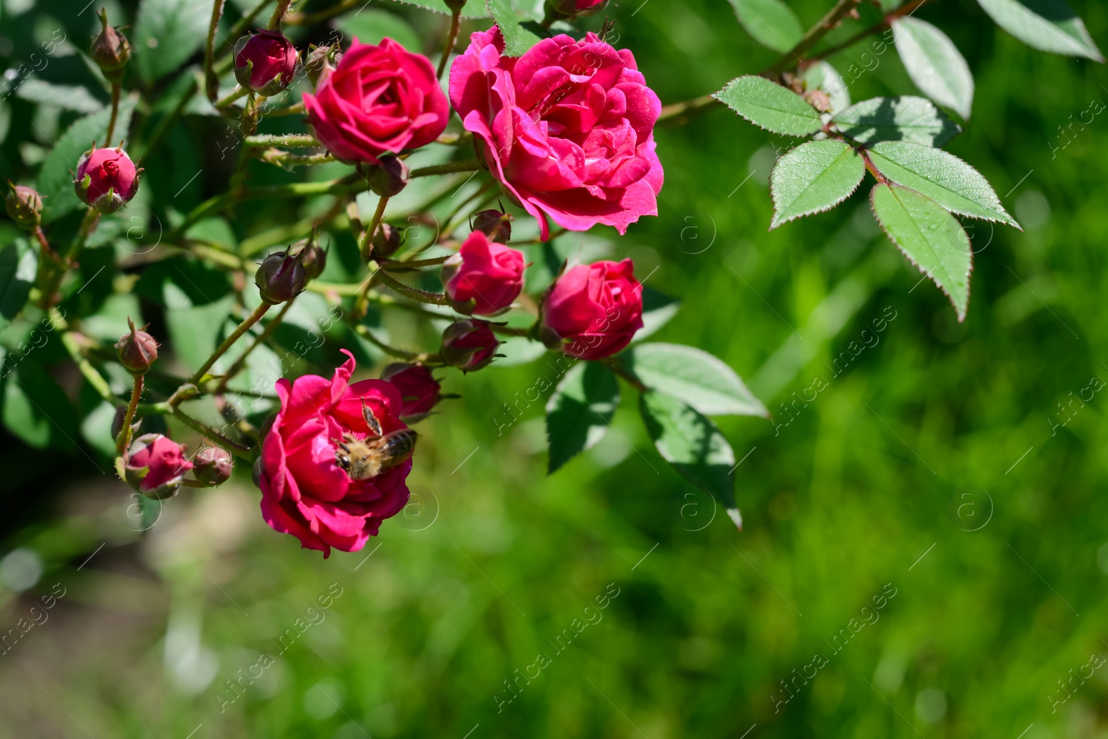 Photo of Beautiful blooming rose bush with bee outdoors on sunny day