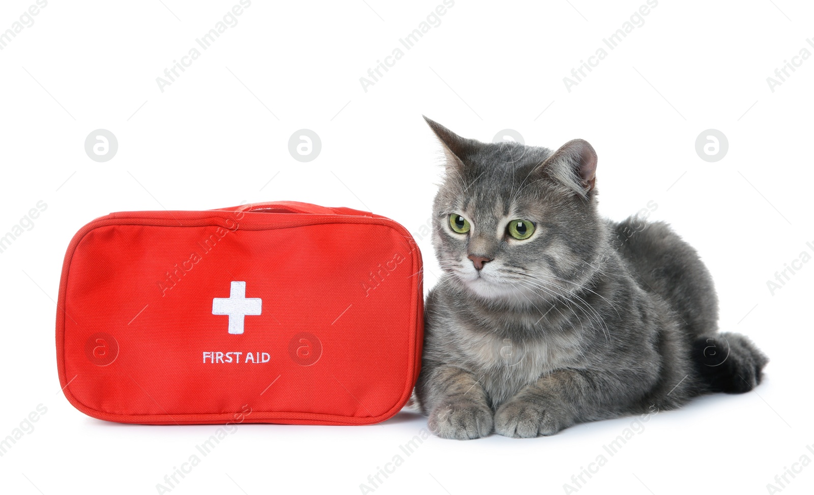 Photo of First aid kit and cute cat on white background. Animal care