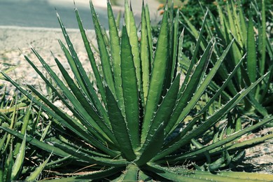 Photo of Beautiful Agave plants growing outdoors on sunny day