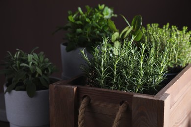 Photo of Different aromatic herbs growing in pots indoors