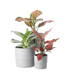 Photo of Beautiful Aglaonema plants in flowerpots isolated on white. House decor