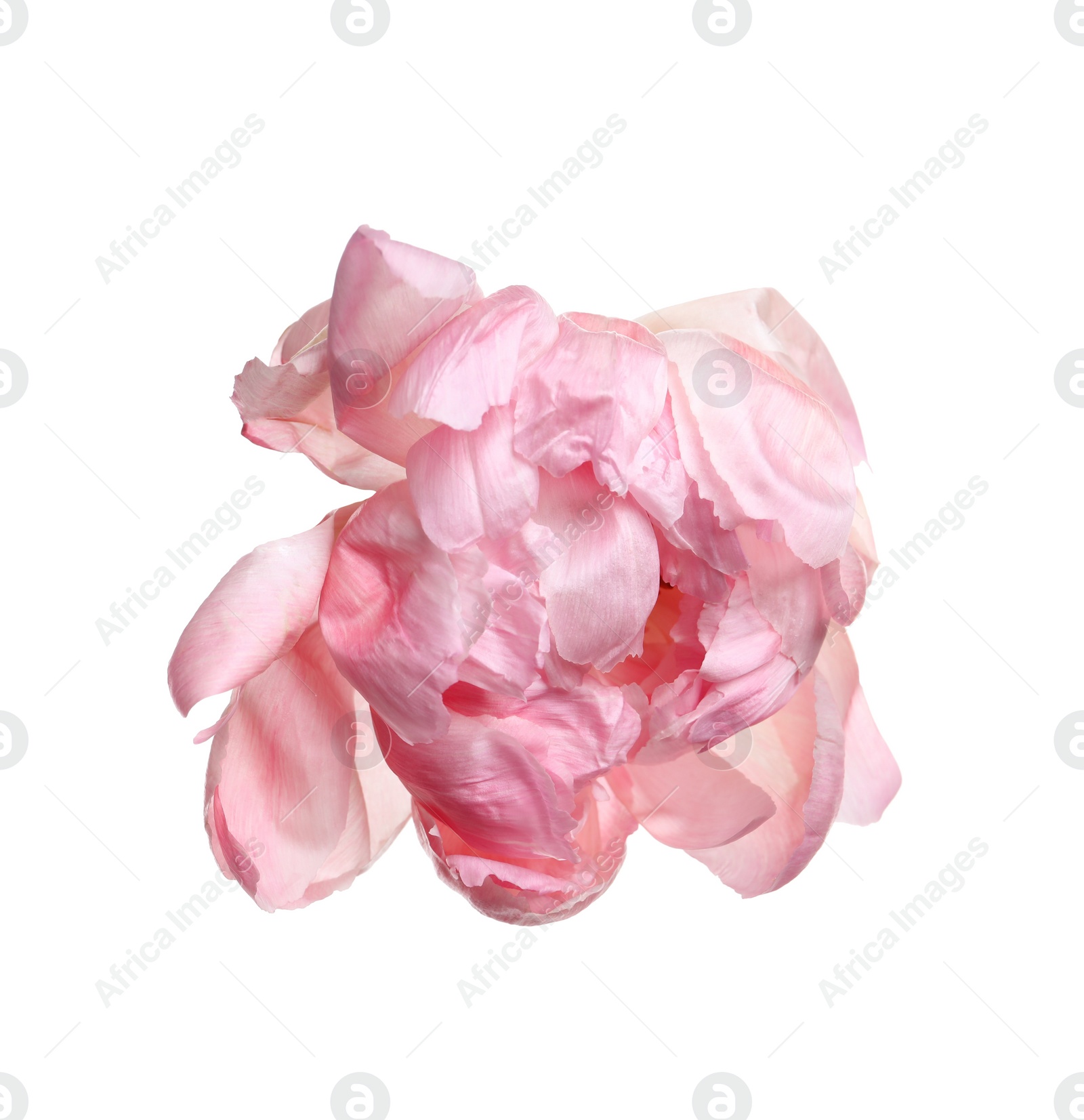 Photo of Beautiful pink peony flower isolated on white