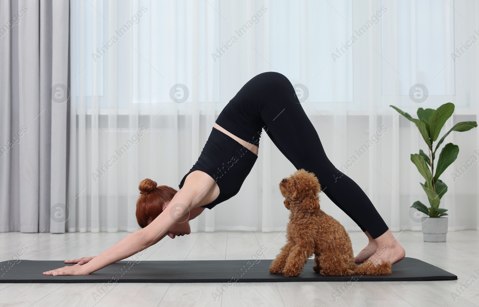 Photo of Young woman practicing yoga on mat with her cute dog indoors