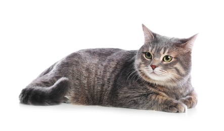 Cute gray tabby cat on white background. Lovely pet