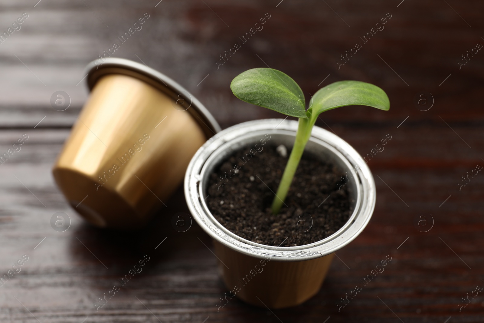 Photo of Coffee capsules and seedling on wooden table, closeup