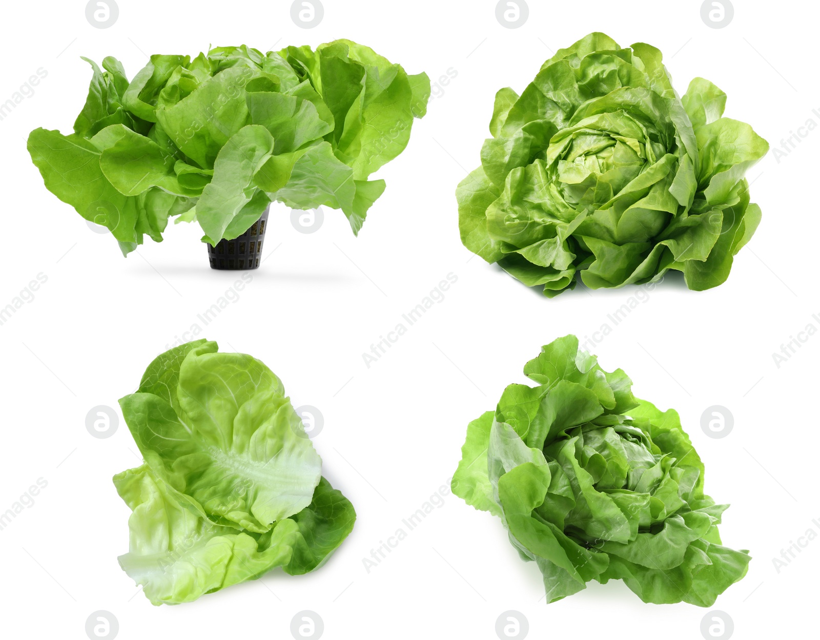 Image of Set of fresh butterhead lettuce on white background, different views