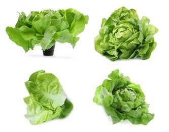 Set of fresh butterhead lettuce on white background, different views