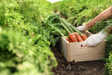 Woman holding wooden crate of fresh ripe carrots on field, closeup. Organic farming