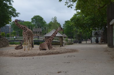 Photo of Beautiful African giraffes and gazelles in zoo enclosure