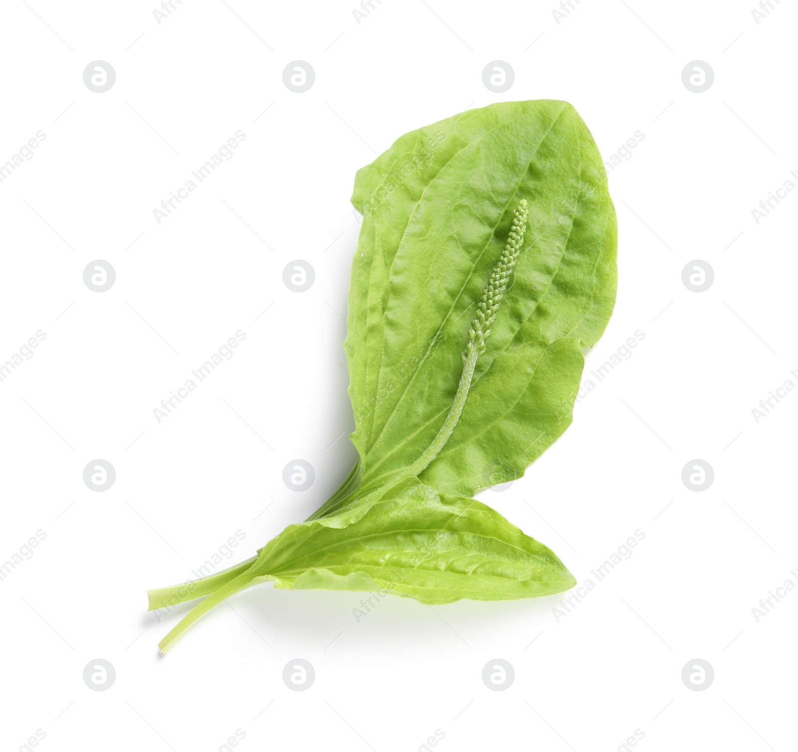 Photo of Leaves and seeds of broadleaf plantain on white background, top view. Medicinal herb