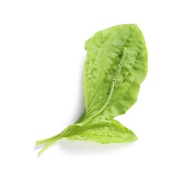 Photo of Leaves and seeds of broadleaf plantain on white background, top view. Medicinal herb