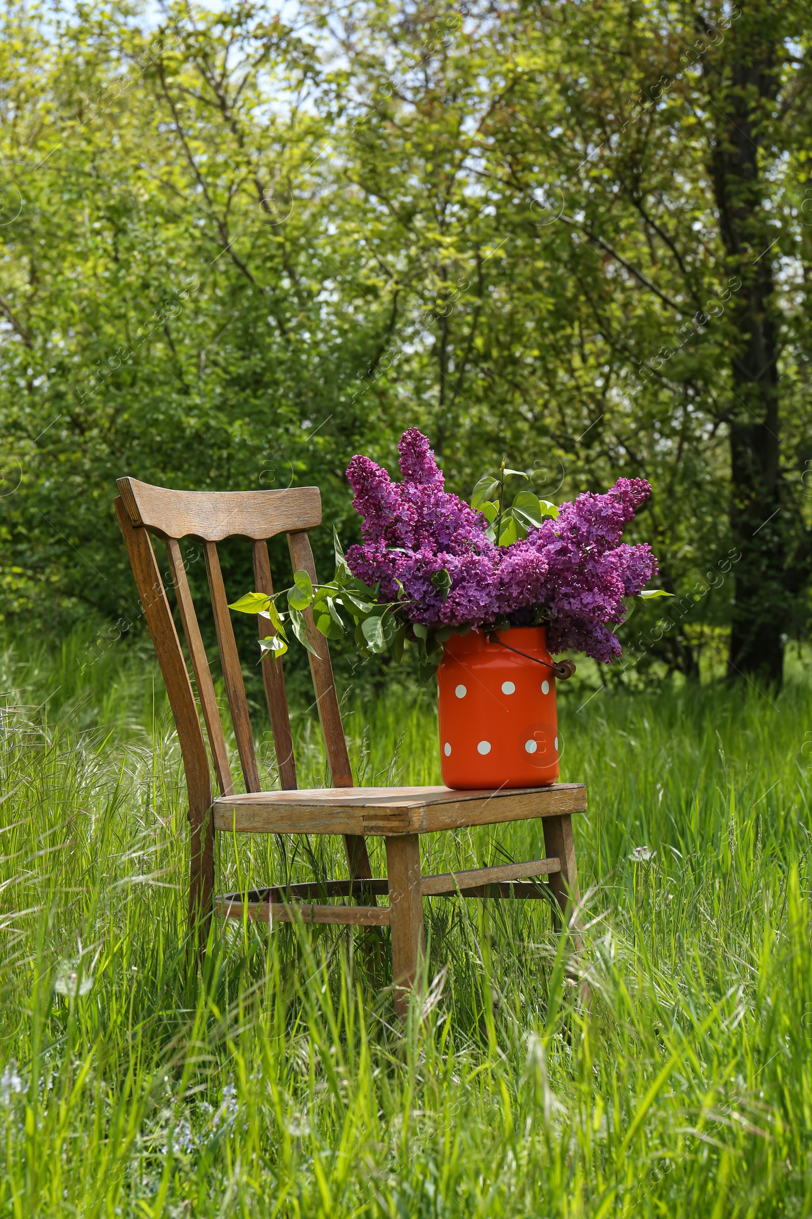 Photo of Beautiful lilac flowers in milk can outdoors