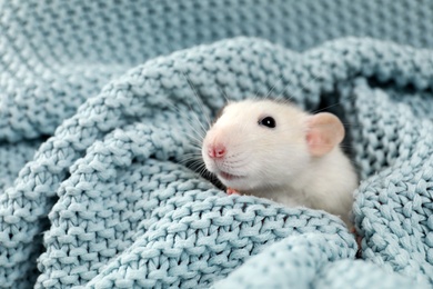 Photo of Cute small rat wrapped in soft knitted blanket