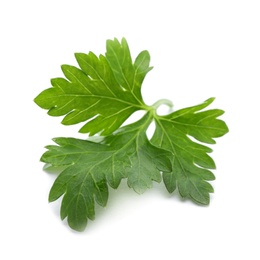 Fresh green parsley on white background