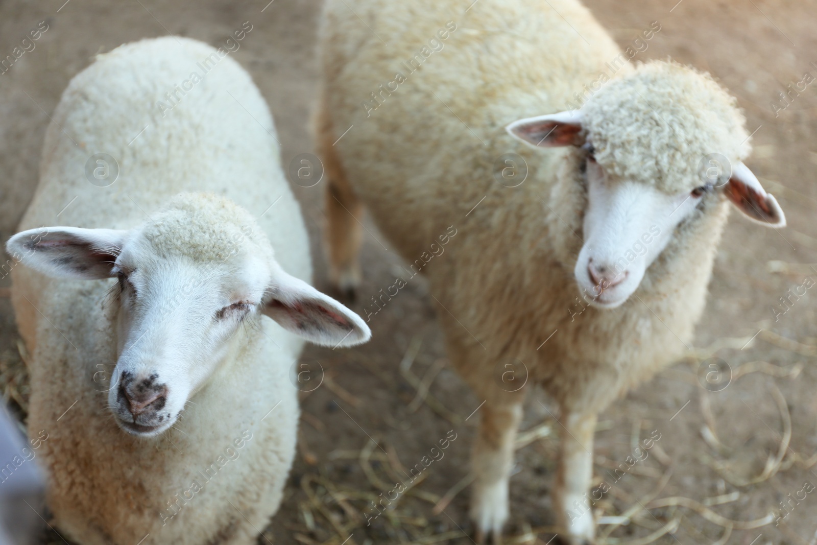 Photo of Cute funny sheep on farm. Animal husbandry