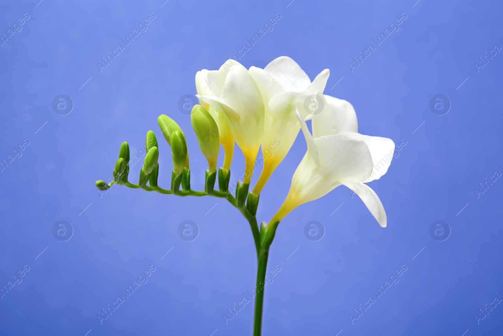 Photo of Beautiful freesia flower on color background