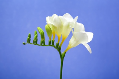 Beautiful freesia flower on color background