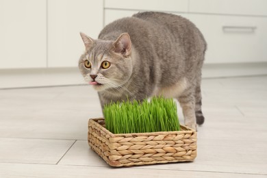 Photo of Cute cat near fresh green grass on floor indoors