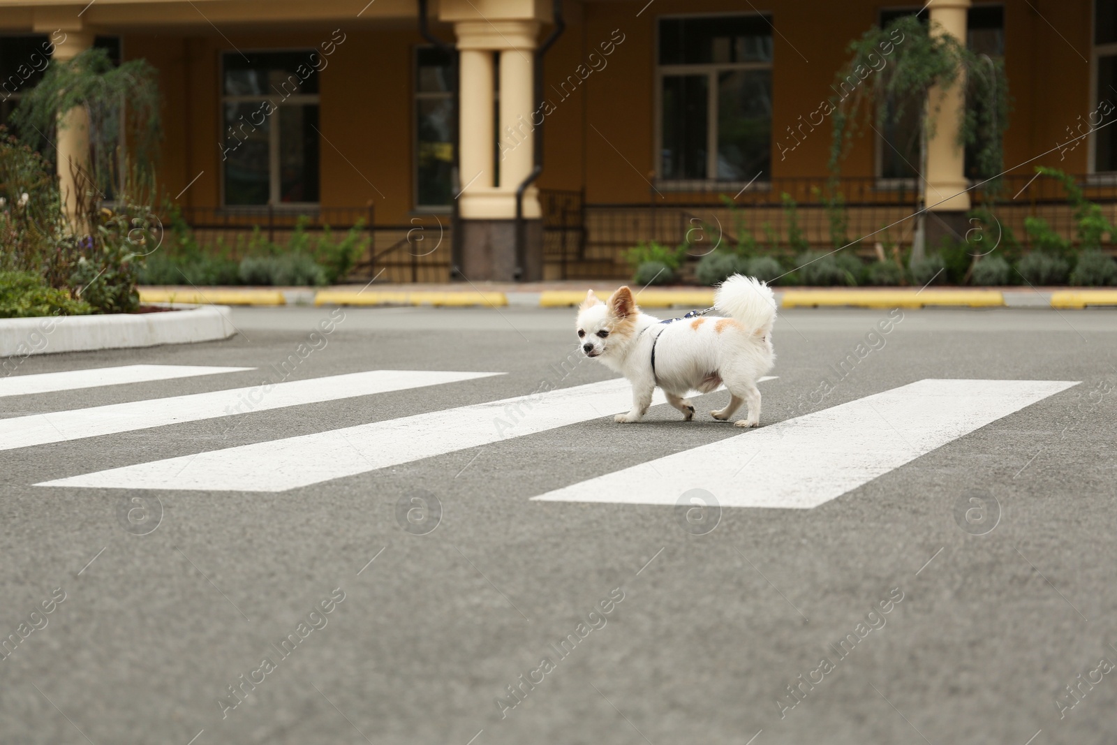 Photo of Cute Chihuahua with leash on pedestrian crossing. Dog walking