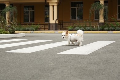 Cute Chihuahua with leash on pedestrian crossing. Dog walking