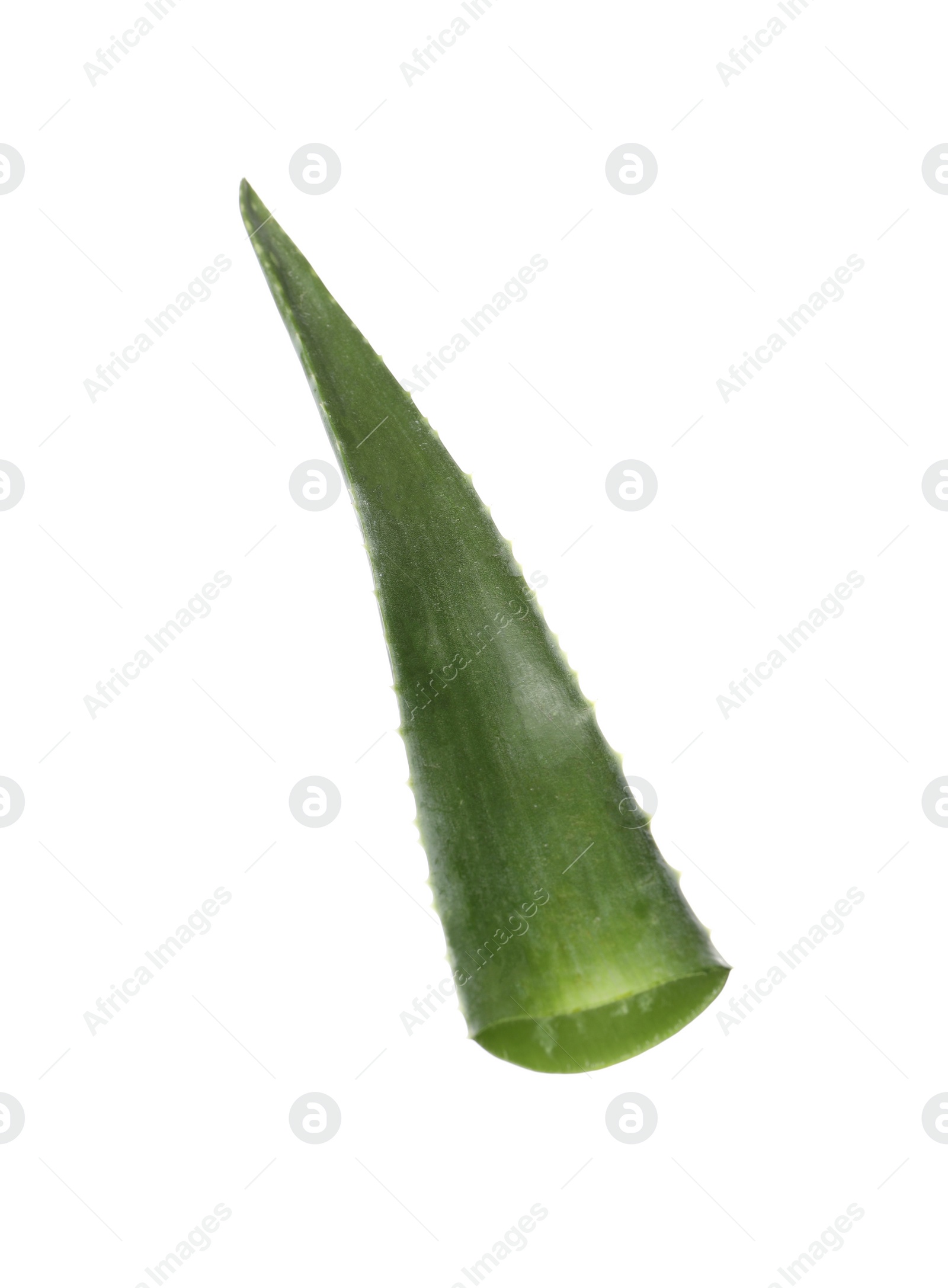 Photo of One aloe vera leaf isolated on white