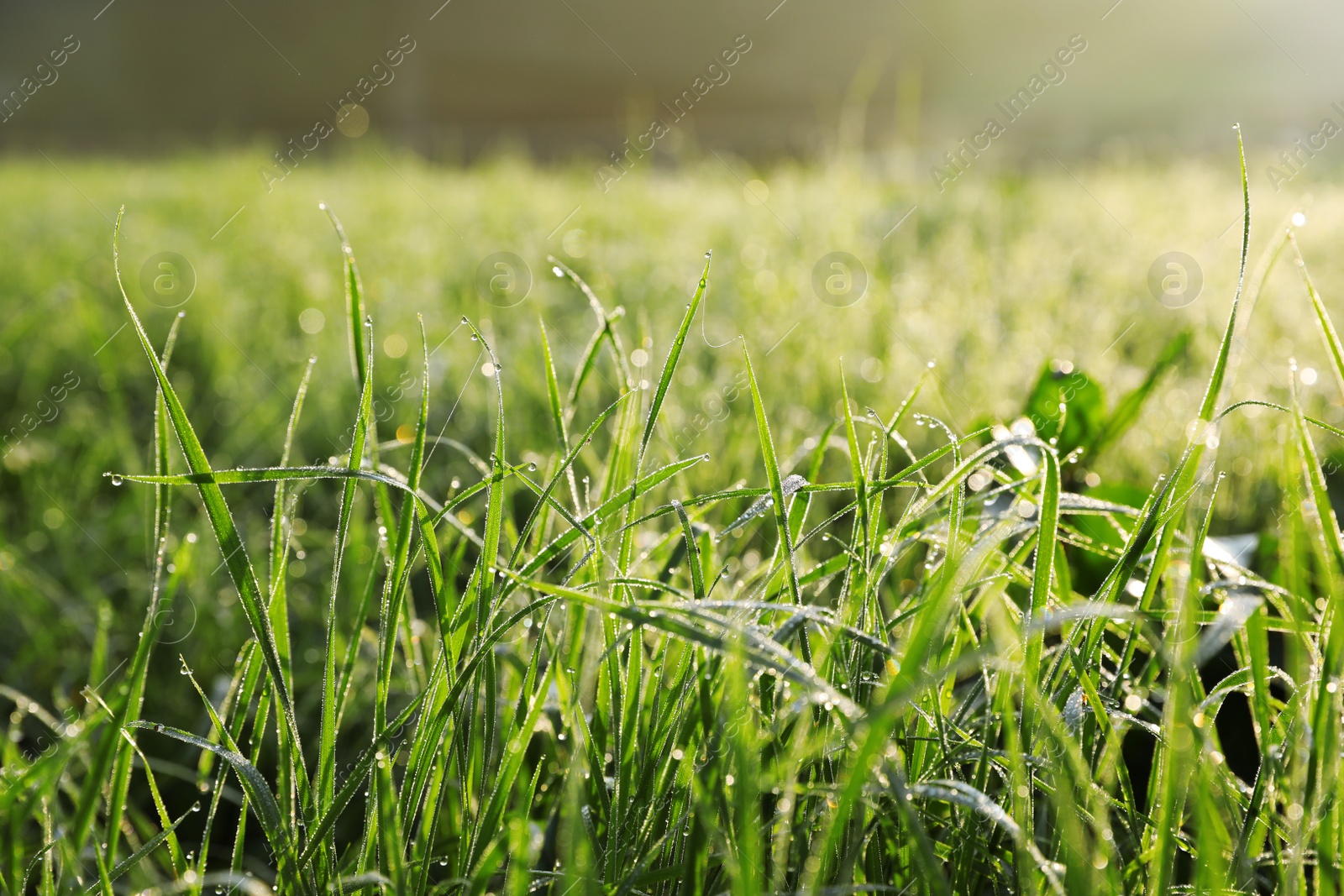 Photo of Dewy green grass on wild meadow, closeup view