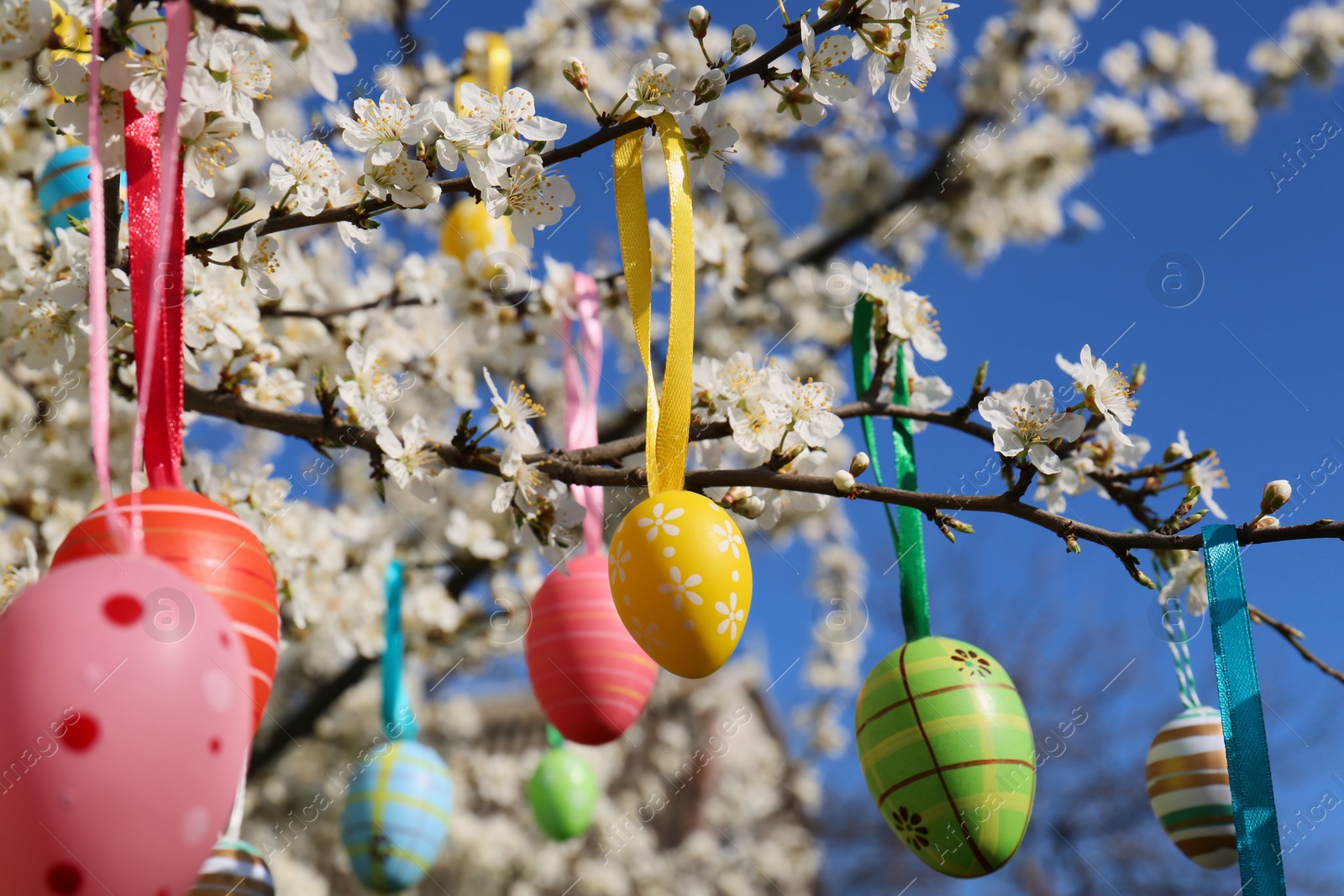 Photo of Beautifully painted Easter eggs hanging on blooming cherry tree outdoors