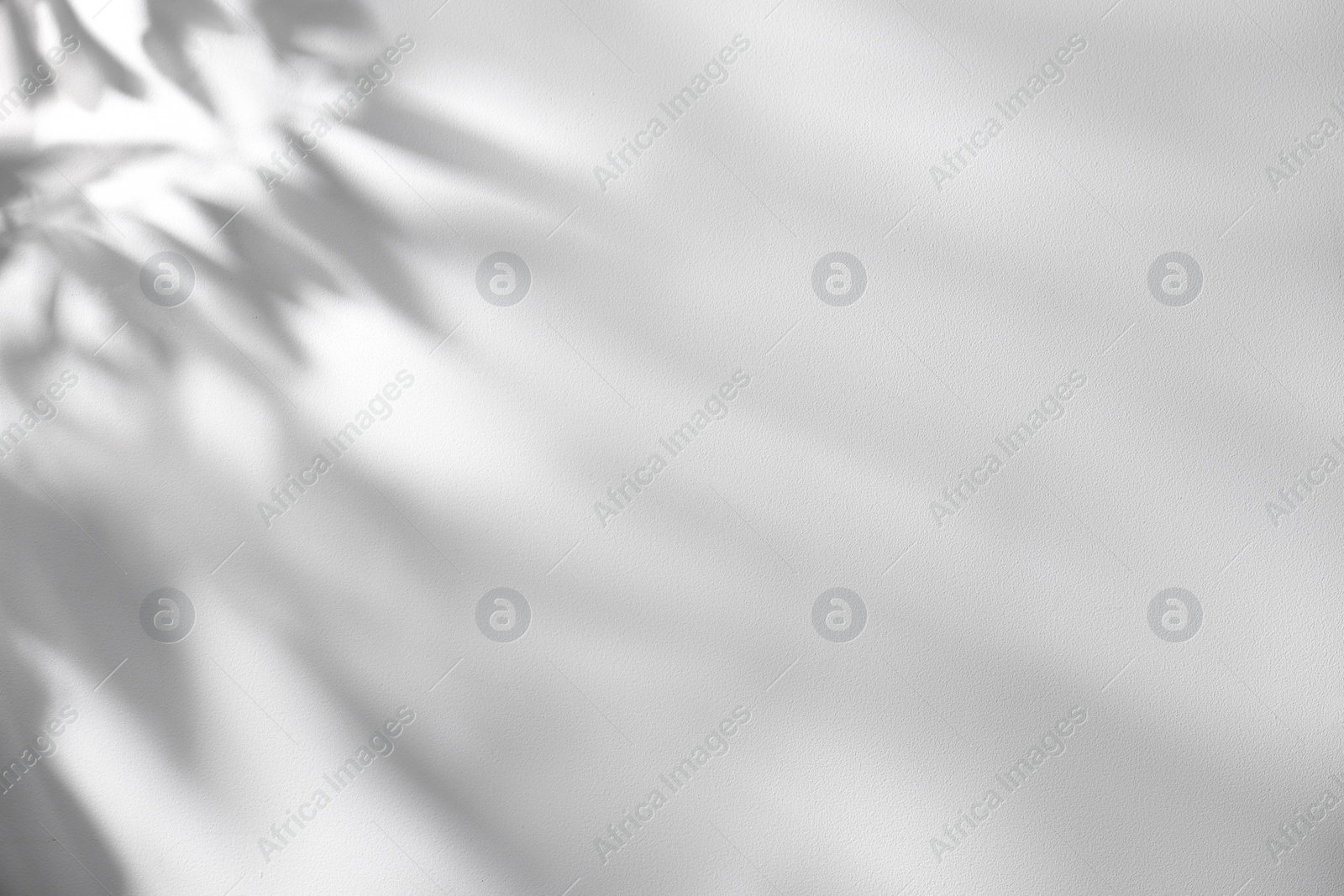 Photo of Shadow of plant falling on white wall, space for text