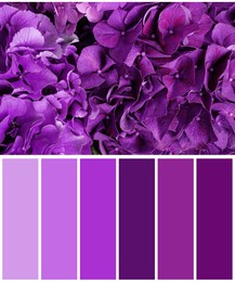 Image of Color palette appropriate to photo of beautiful bright hortensia flowers, closeup