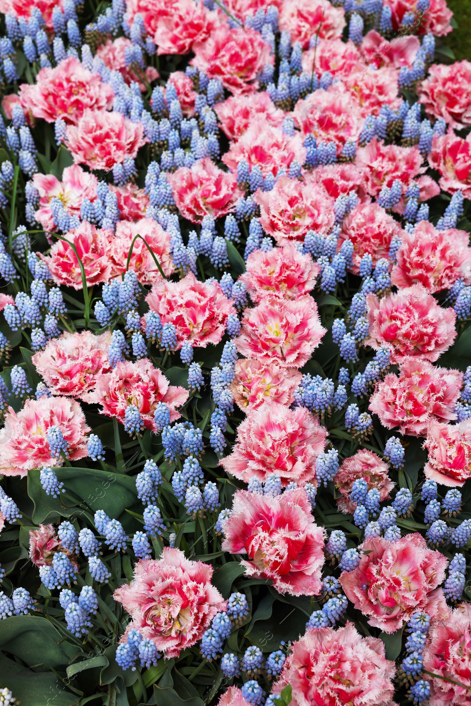 Photo of Many beautiful tulip and muscari flowers as background, above view. Spring season