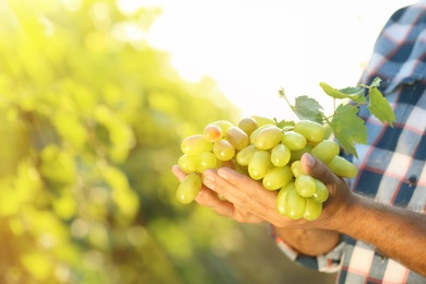 Photo of Man holding bunch of fresh ripe juicy grapes in vineyard, closeup