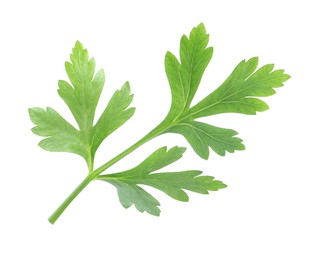 Photo of Fresh green parsley leaf isolated on white