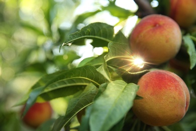 Ripe peaches on tree branch in garden. Space for text