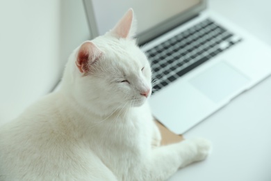 Photo of Adorable white cat near laptop at workplace, closeup