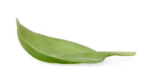 Photo of One green basil leaf isolated on white