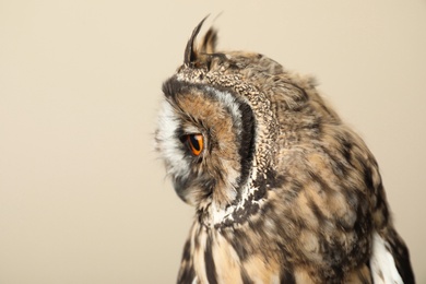 Photo of Beautiful eagle owl on beige background, closeup. Predatory bird