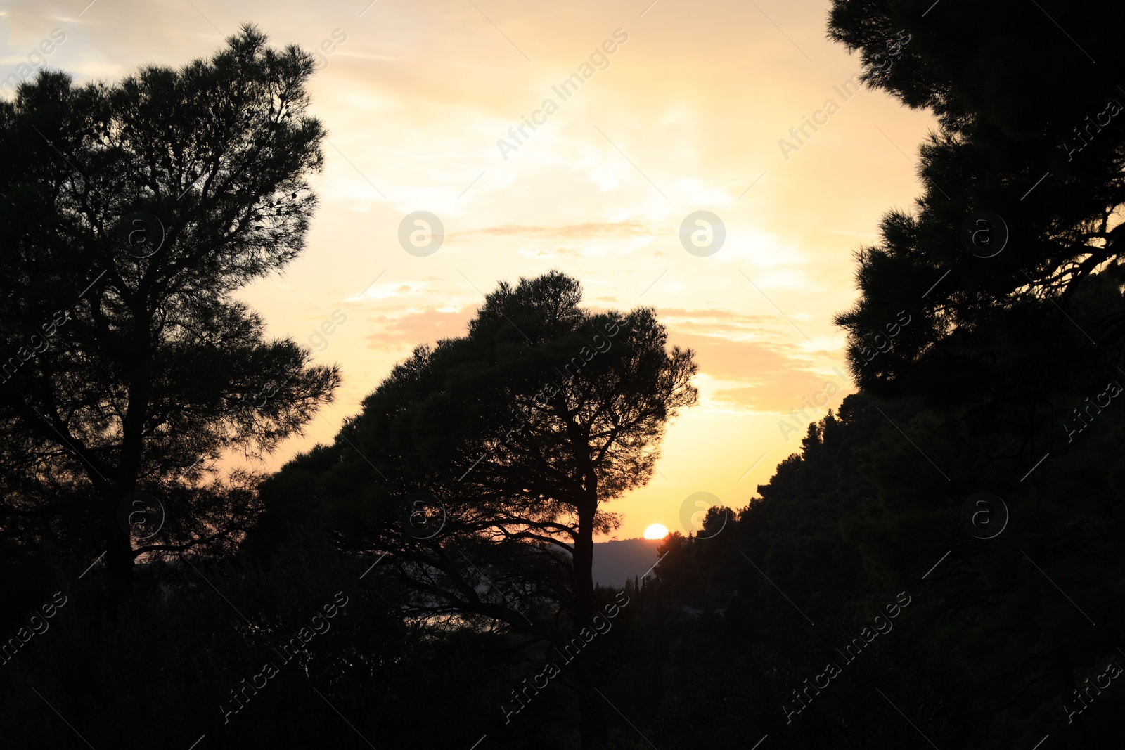 Photo of Picturesque view of beautiful trees at sunset