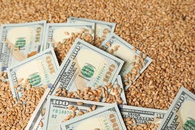 Dollar banknotes on wheat grains, closeup. Agricultural business