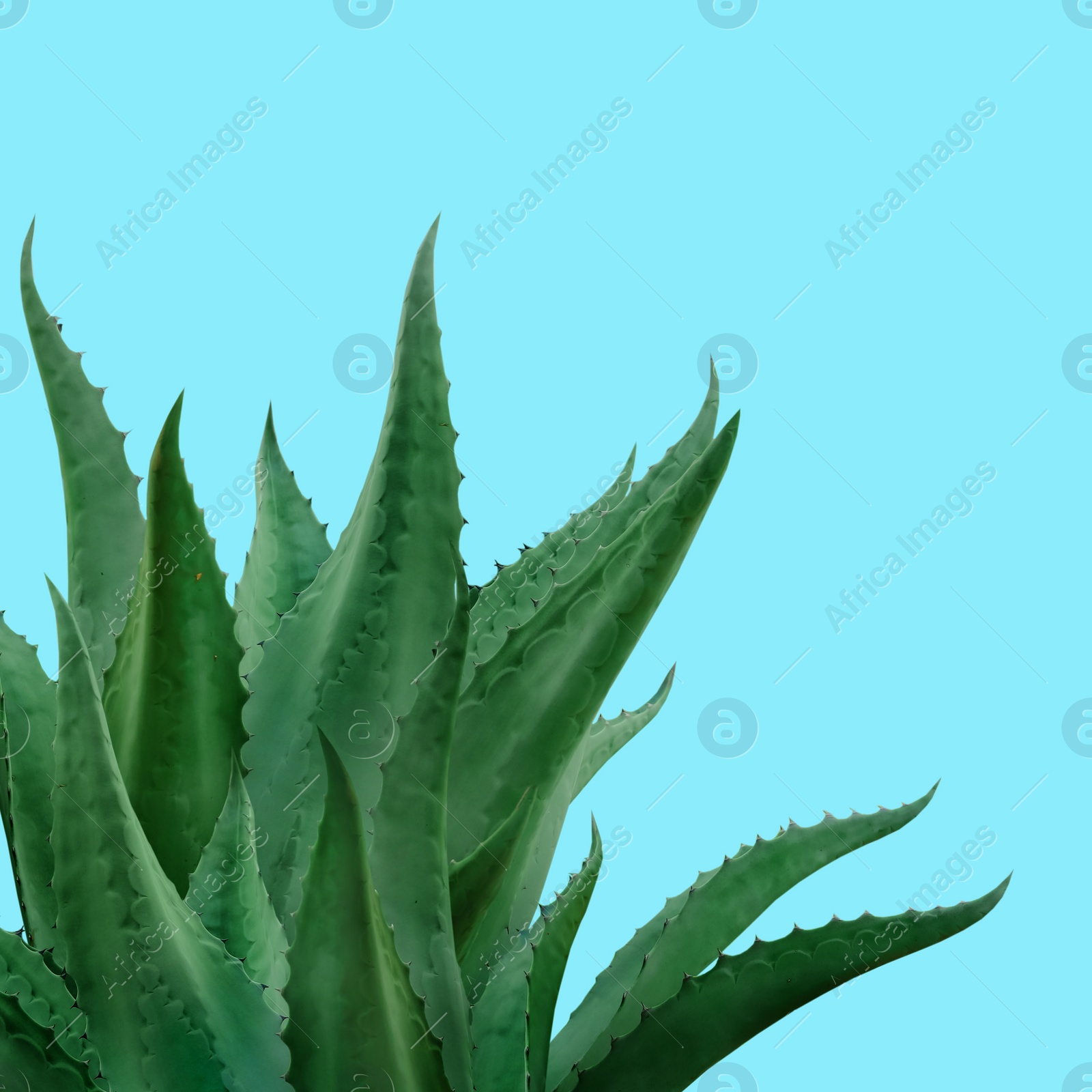 Image of Beautiful green agave plant on light blue background