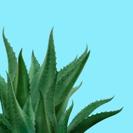 Image of Beautiful green agave plant on light blue background