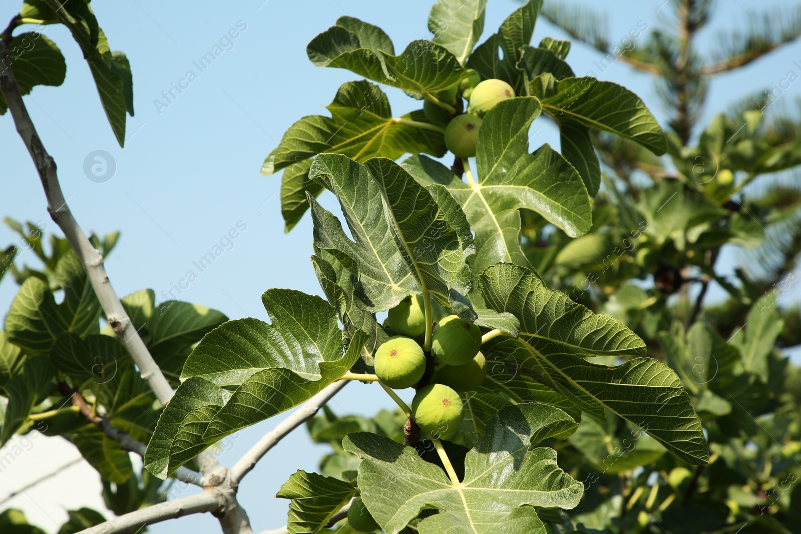 Photo of Unripe figs growing on tree in garden outdoors